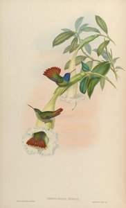 Chrysuronia oenone door John Gould